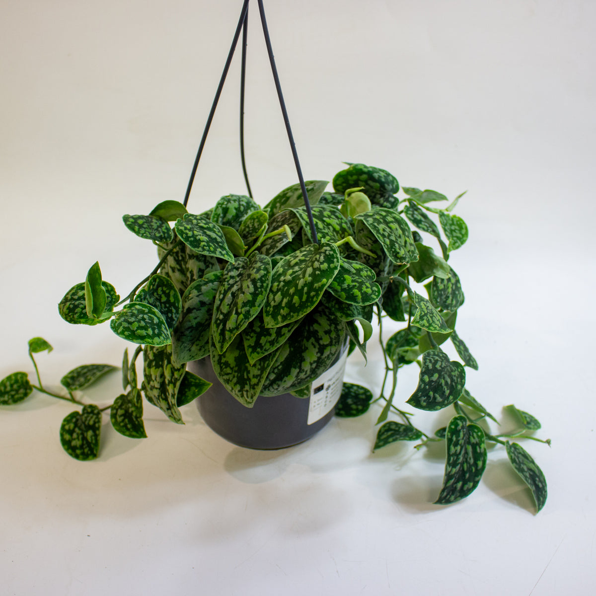 Scindapsus 'Tricolor Silver' 15cm H15cm