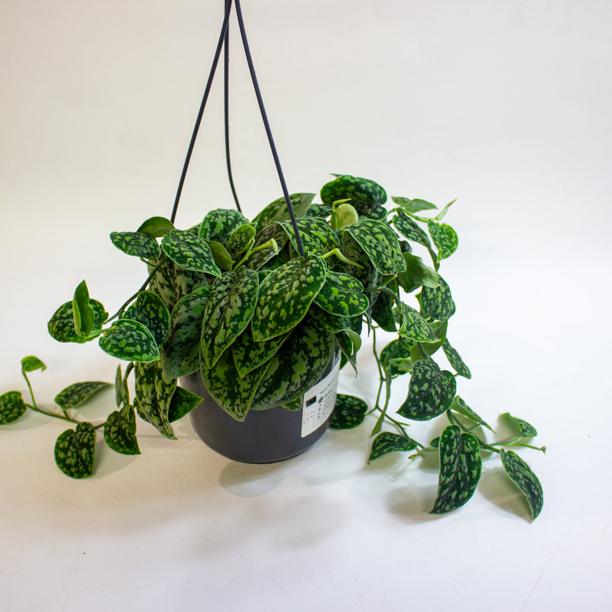 Scindapsus 'Tricolor Silver' 15cm H15cm