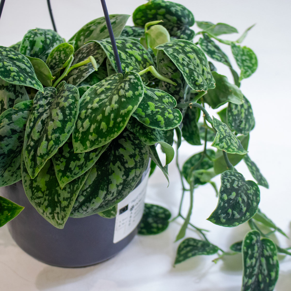 Scindapsus 'Tricolor Silver' 15cm H15cm