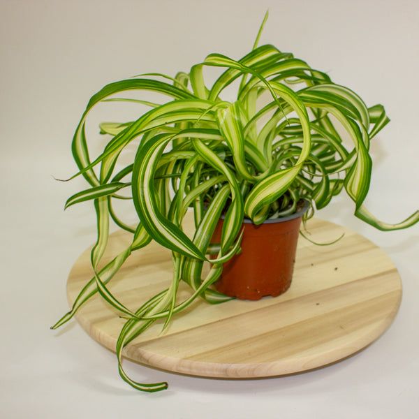 Chlorophytum comosum Bonnie  12cm H35cm