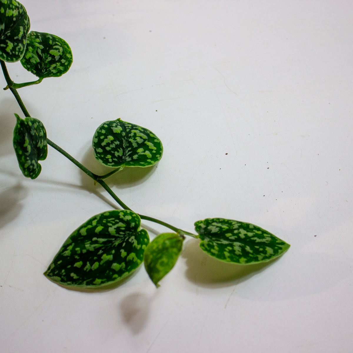 Scindapsus 'Tricolor Silver' 15cm H15cm