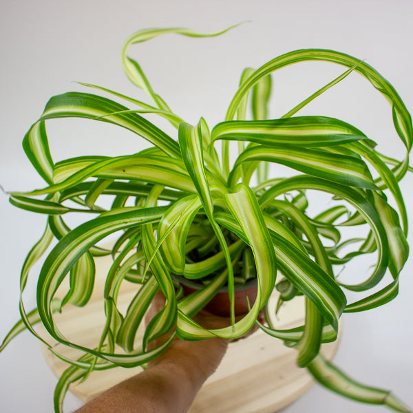 Chlorophytum comosum Bonnie  12cm H35cm