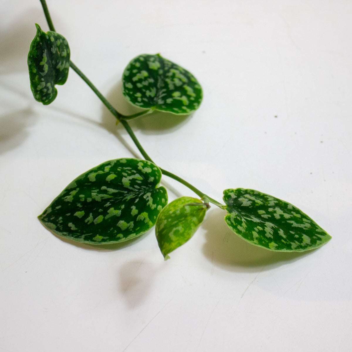 Scindapsus 'Tricolor Silver' 15cm H15cm