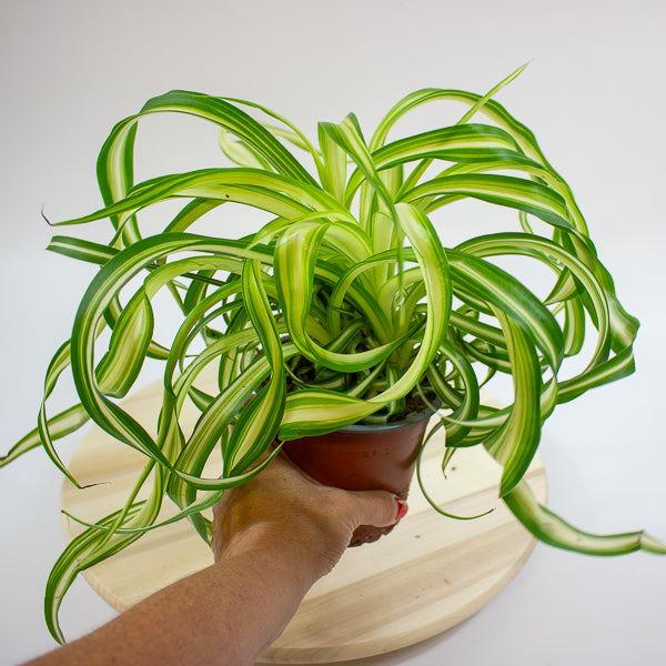 Chlorophytum comosum Bonnie  12cm H35cm