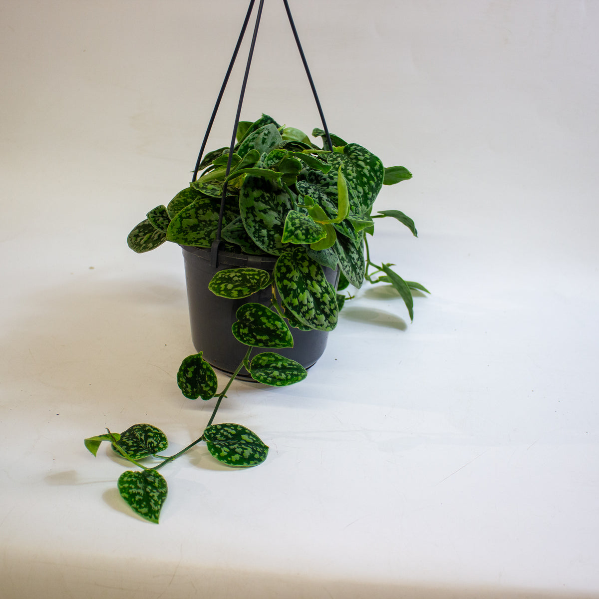Scindapsus 'Tricolor Silver' 15cm H15cm
