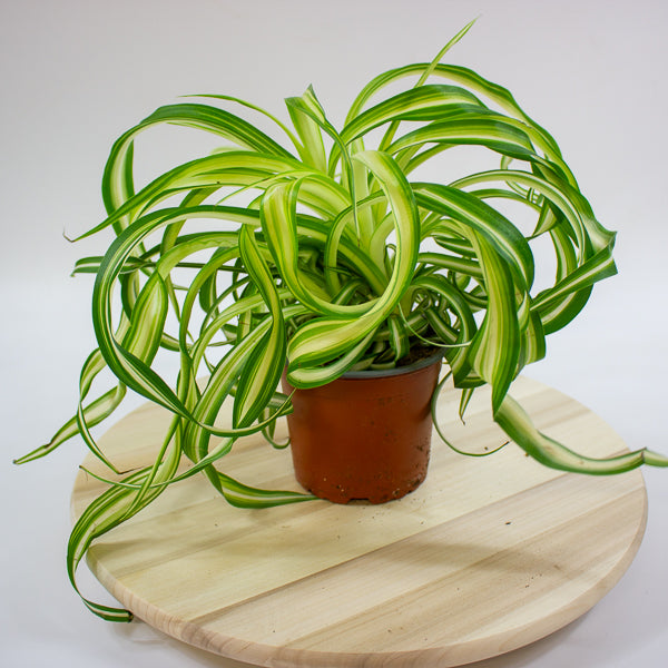 Chlorophytum comosum Bonnie  12cm H35cm