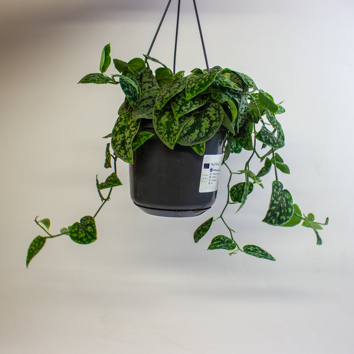 Scindapsus 'Tricolor Silver' 15cm H15cm