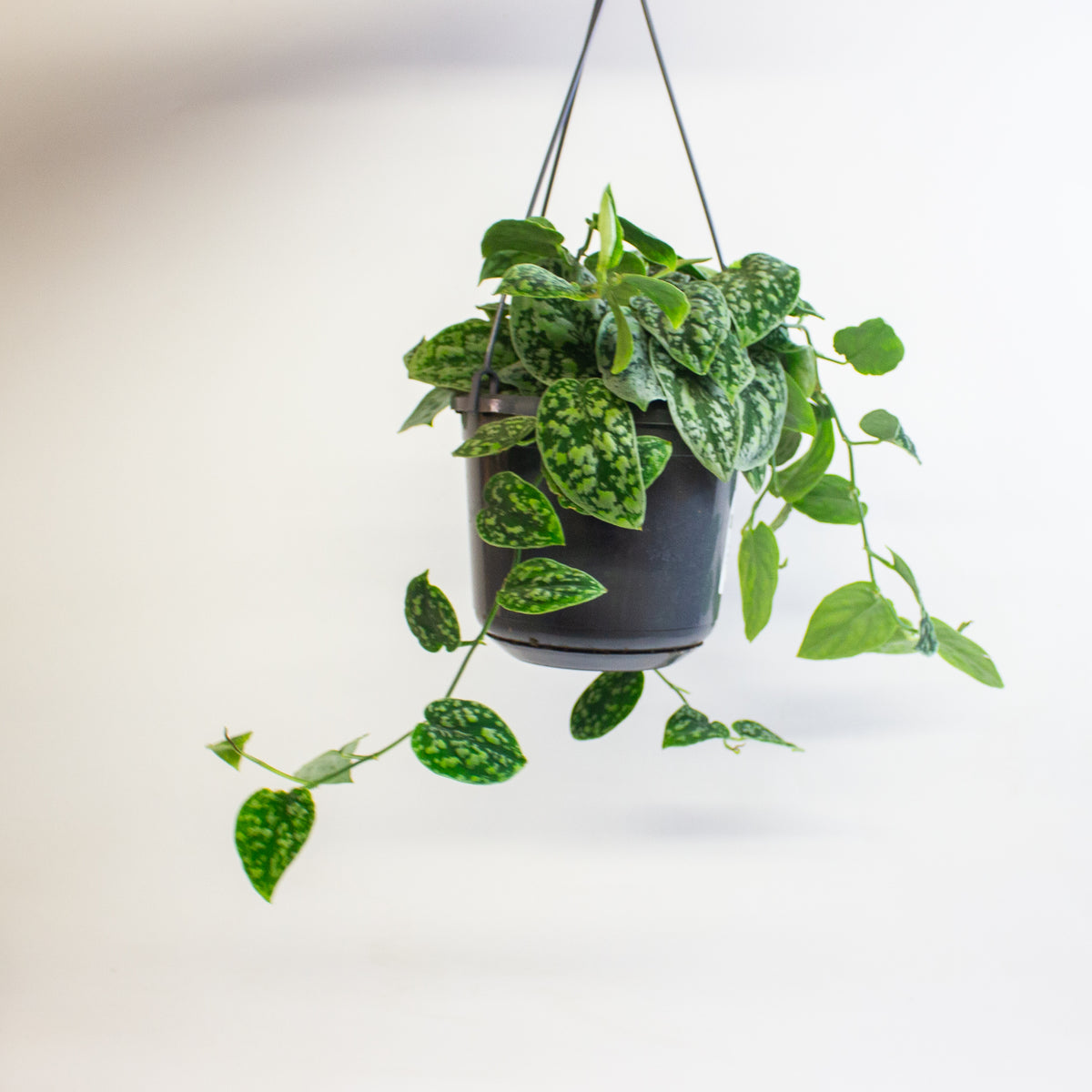 Scindapsus 'Tricolor Silver' 15cm H15cm