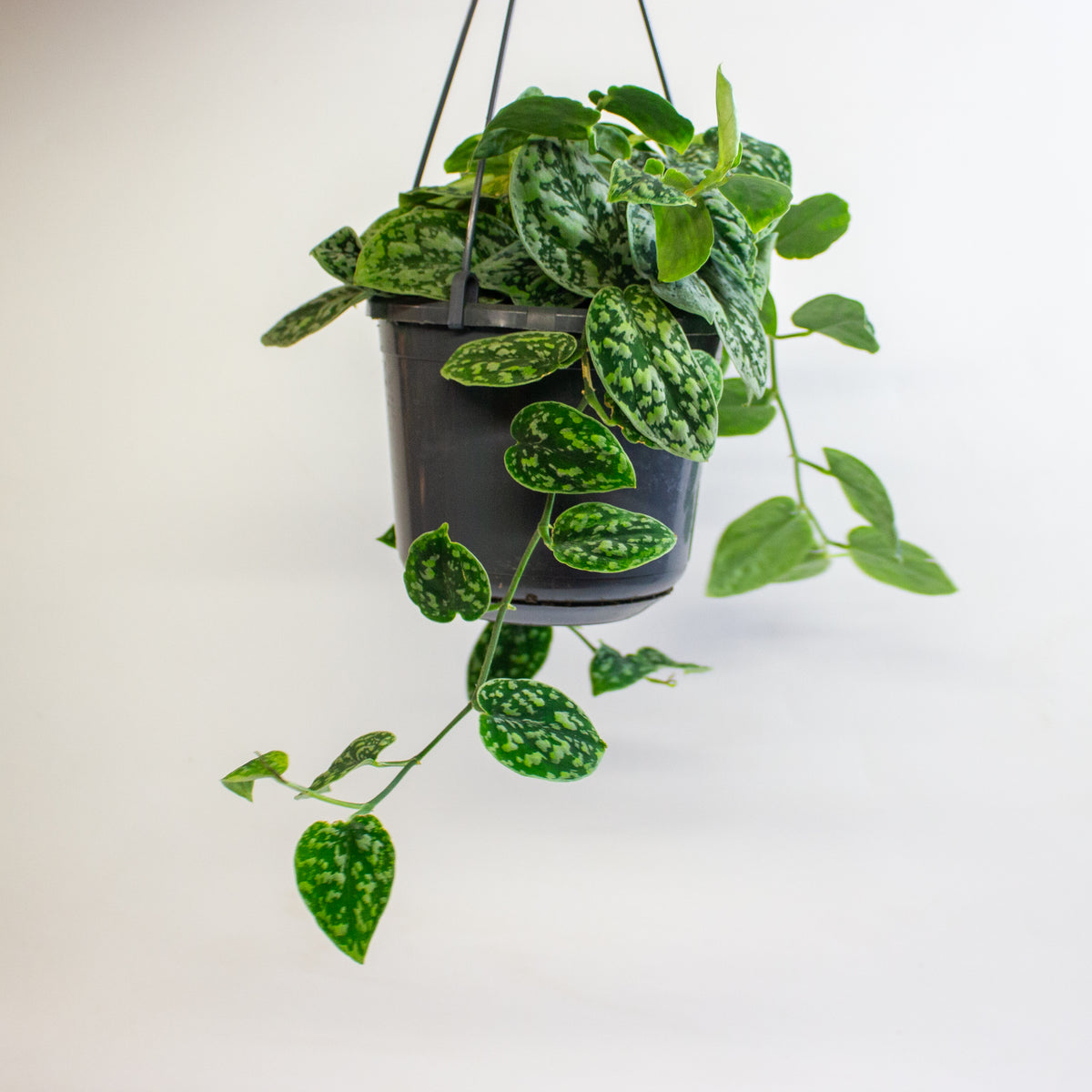 Scindapsus 'Tricolor Silver' 15cm H15cm