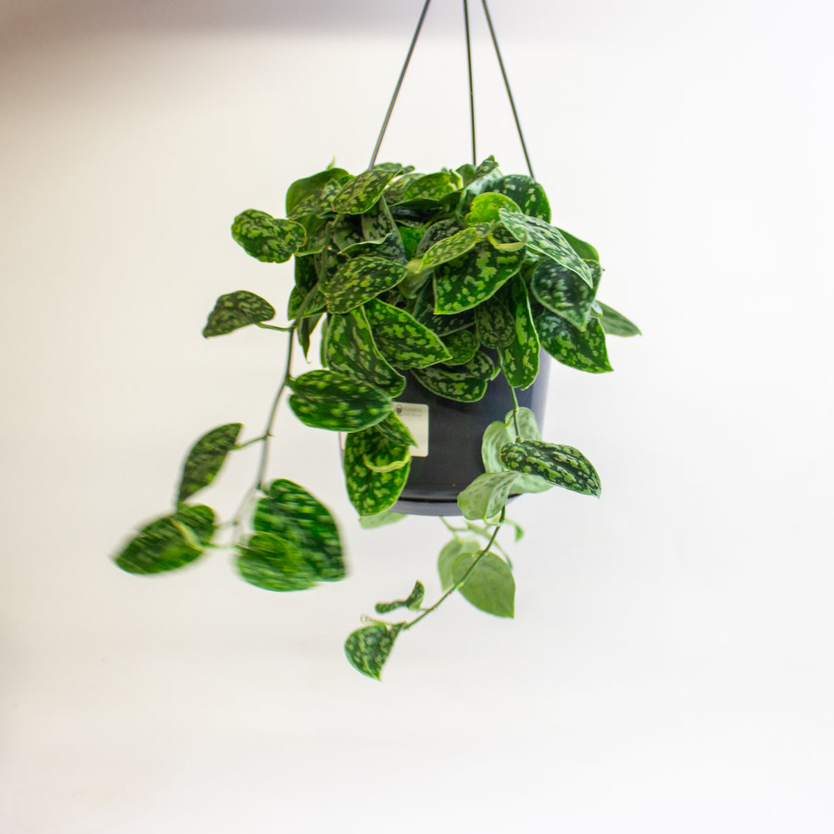 Scindapsus 'Tricolor Silver' 15cm H15cm