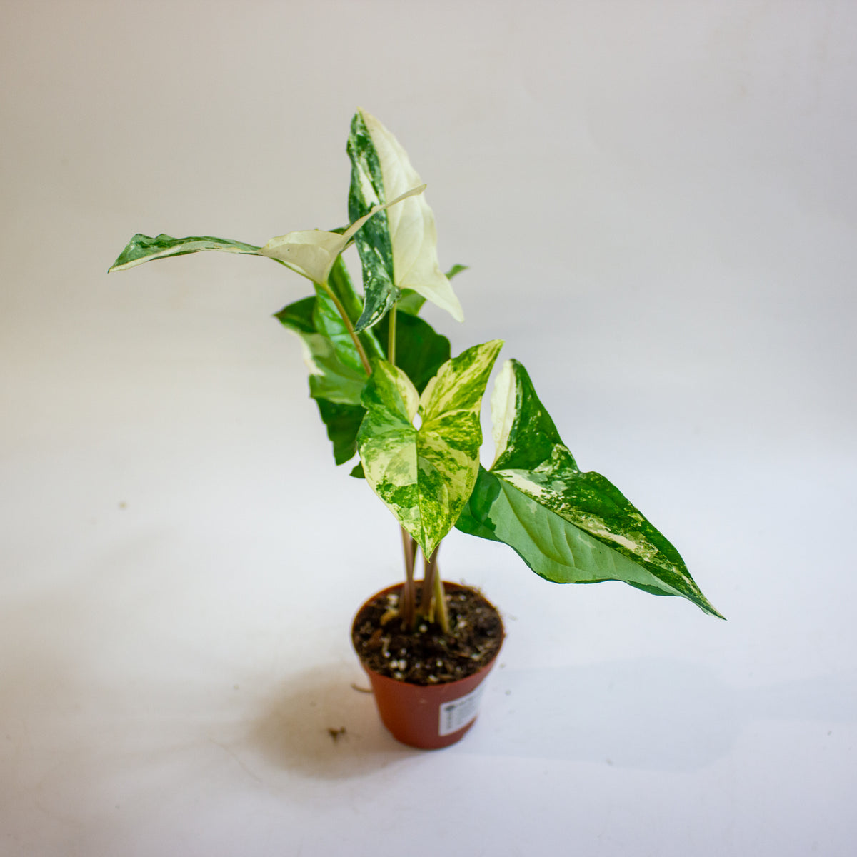 Syngonium podophyllum 'Albo Variegatum' 9cm H15cm
