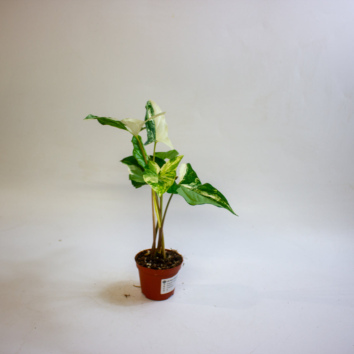 Syngonium podophyllum 'Albo Variegatum' 9cm H15cm