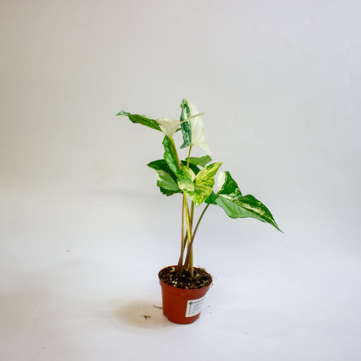 Syngonium podophyllum 'Albo Variegatum' 9cm H15cm