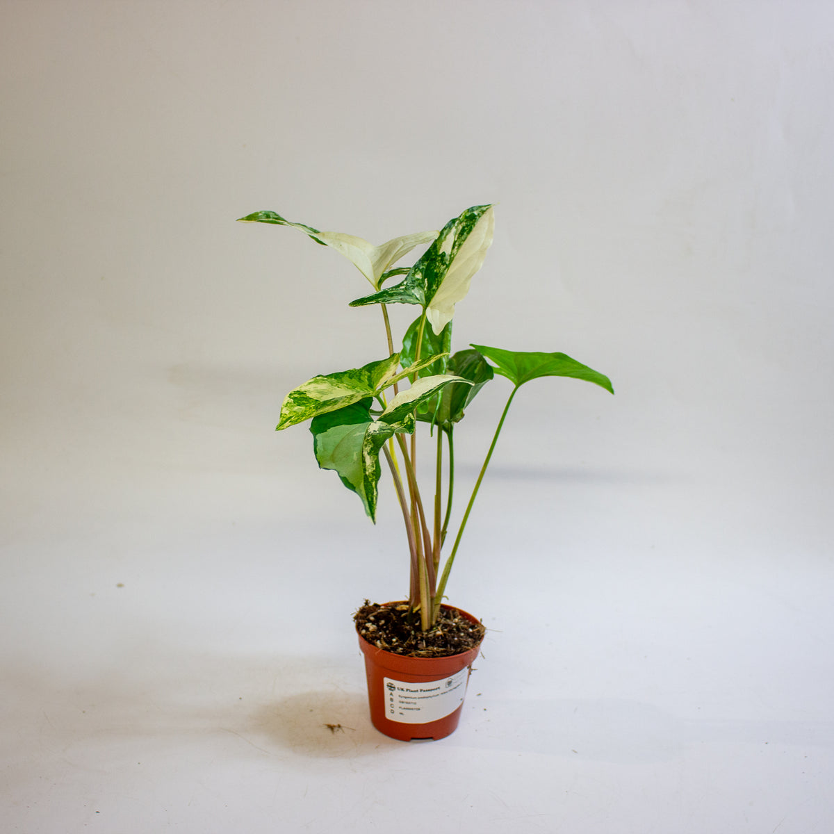 Syngonium podophyllum 'Albo Variegatum' 9cm H15cm