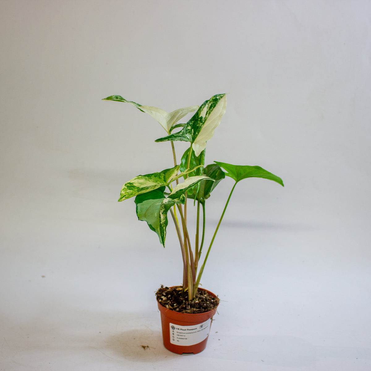 Syngonium podophyllum 'Albo Variegatum' 9cm H15cm