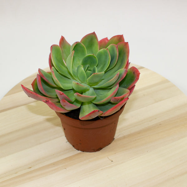 Echeveria Luella 12cm H18cm
