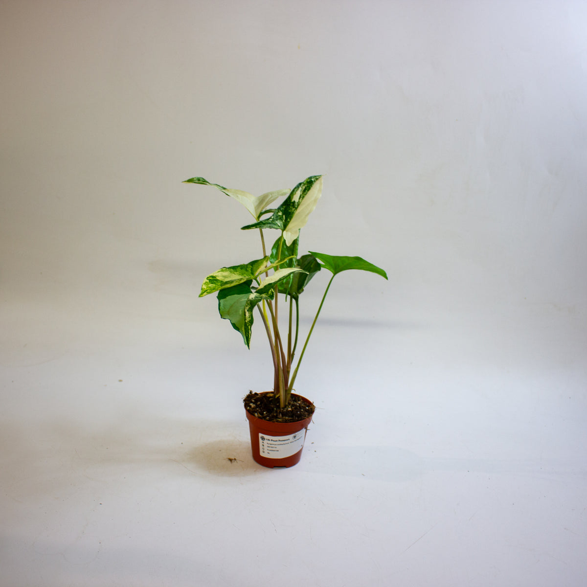 Syngonium podophyllum 'Albo Variegatum' 9cm H15cm