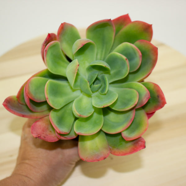 Echeveria Luella 12cm H18cm