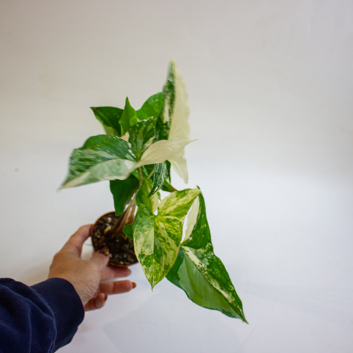Syngonium podophyllum 'Albo Variegatum' 9cm H15cm