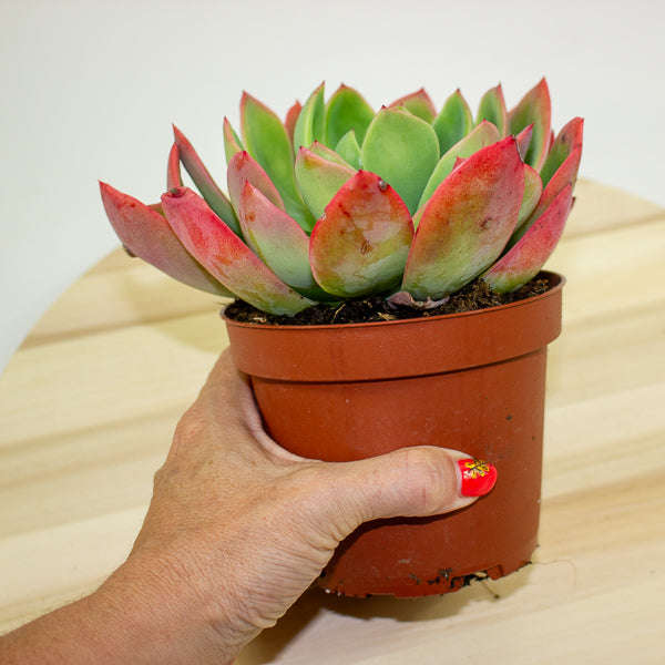 Echeveria Luella 12cm H18cm