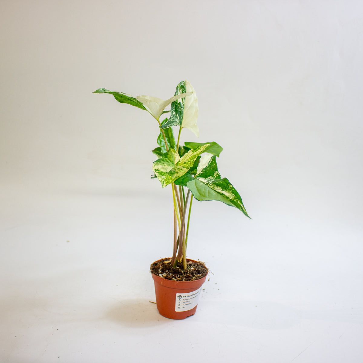 Syngonium podophyllum 'Albo Variegatum' 9cm H15cm