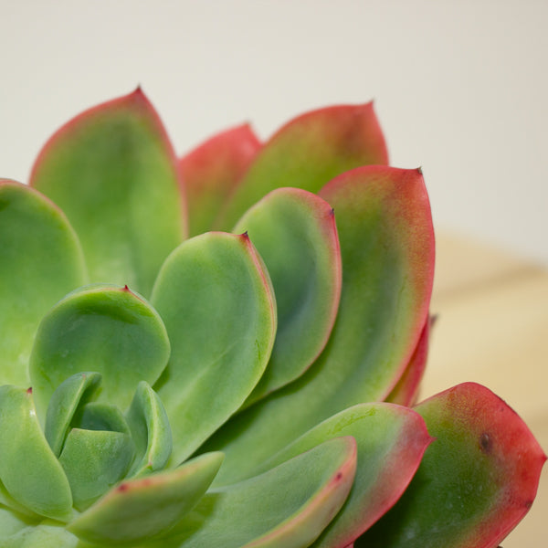 Echeveria Luella 12cm H18cm