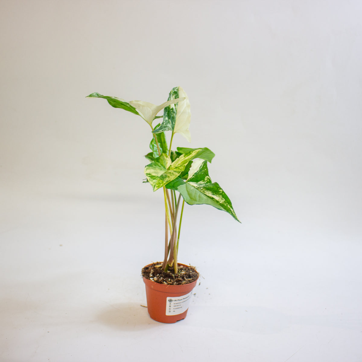 Syngonium podophyllum 'Albo Variegatum' 9cm H15cm