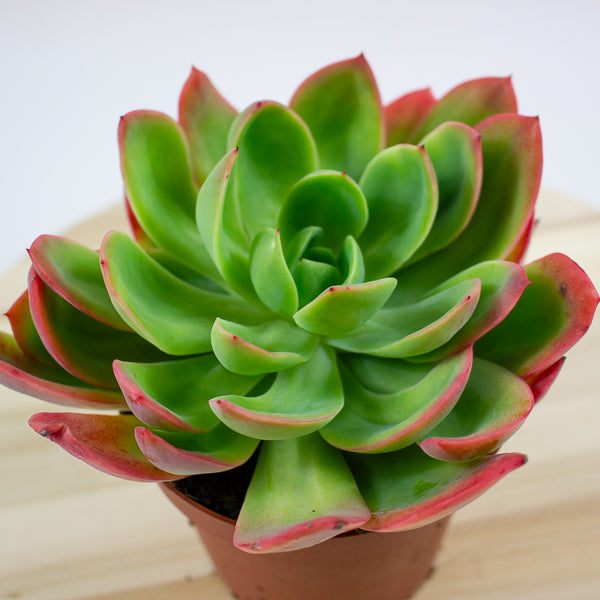 Echeveria Luella 12cm H18cm
