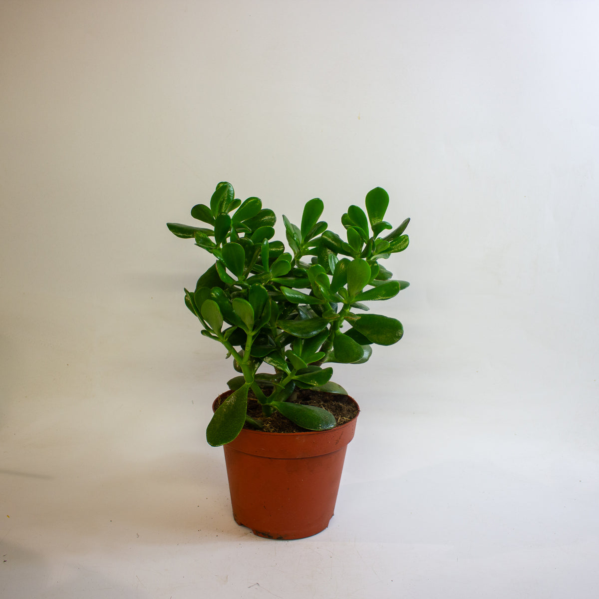 Crassula Ovata 17cm H30cm