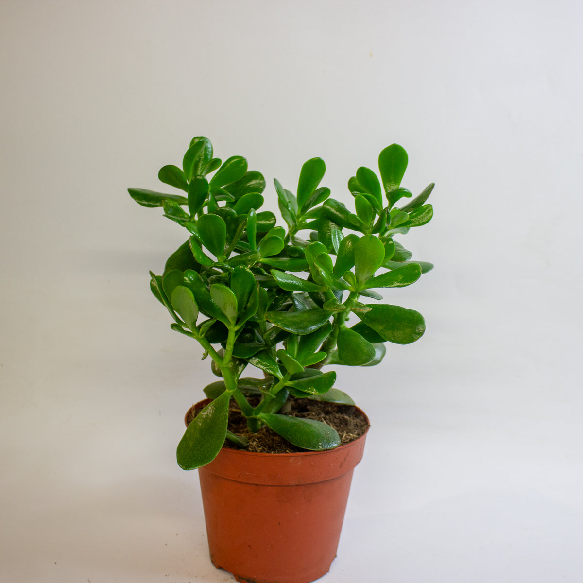 Crassula Ovata 17cm H30cm