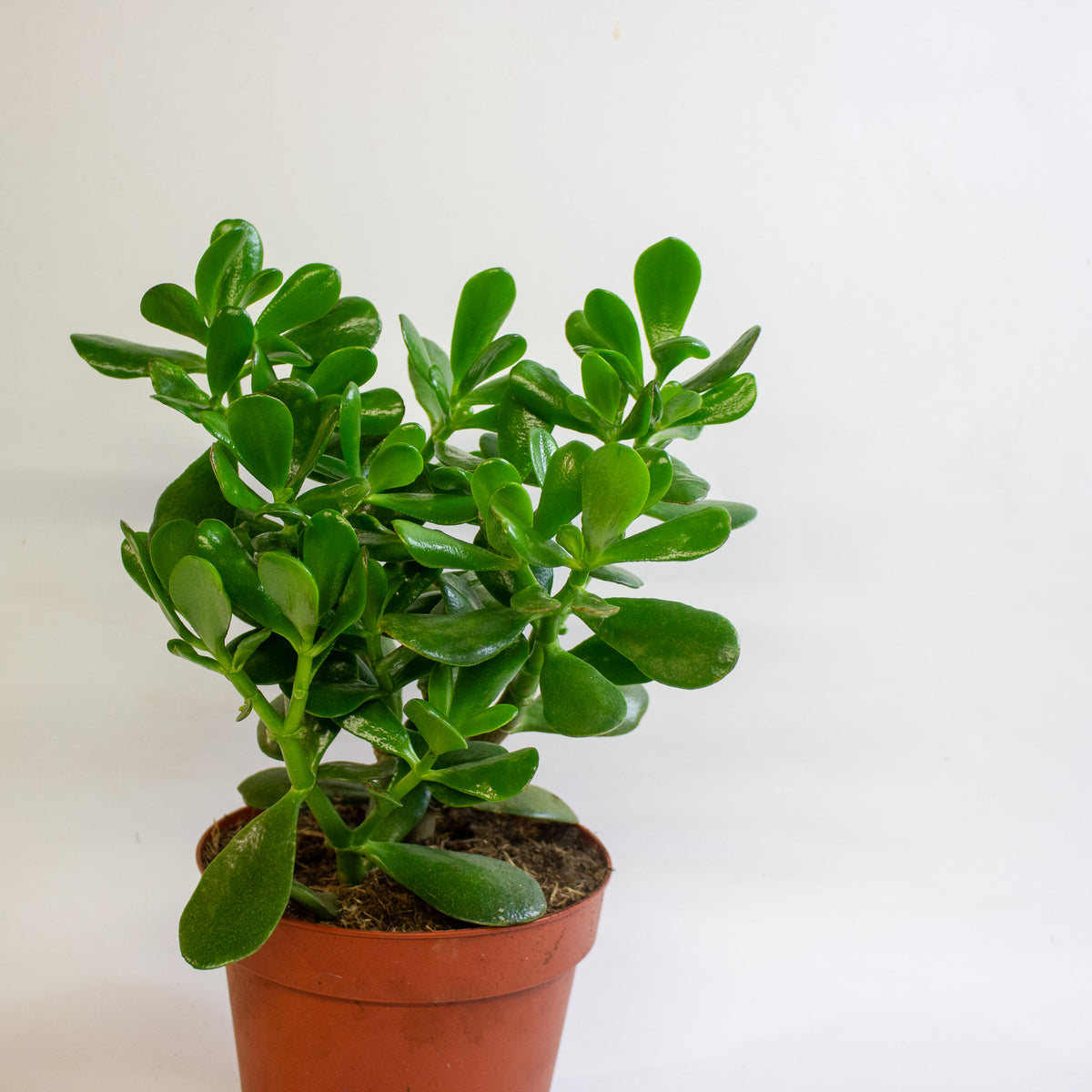 Crassula Ovata 17cm H30cm