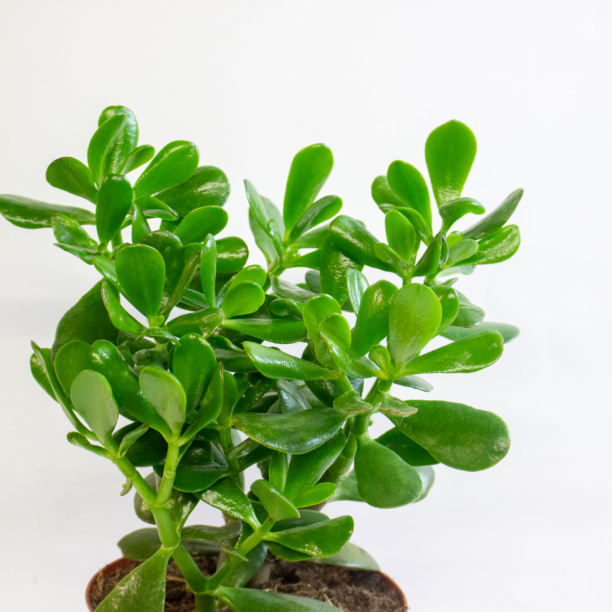 Crassula Ovata 17cm H30cm