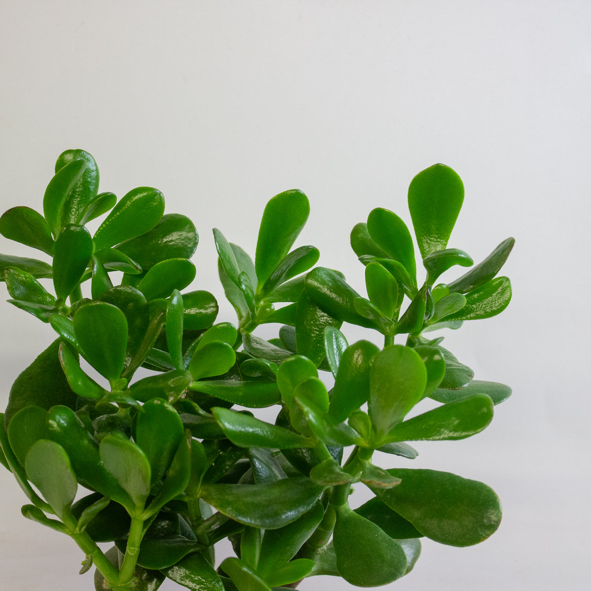 Crassula Ovata 17cm H30cm
