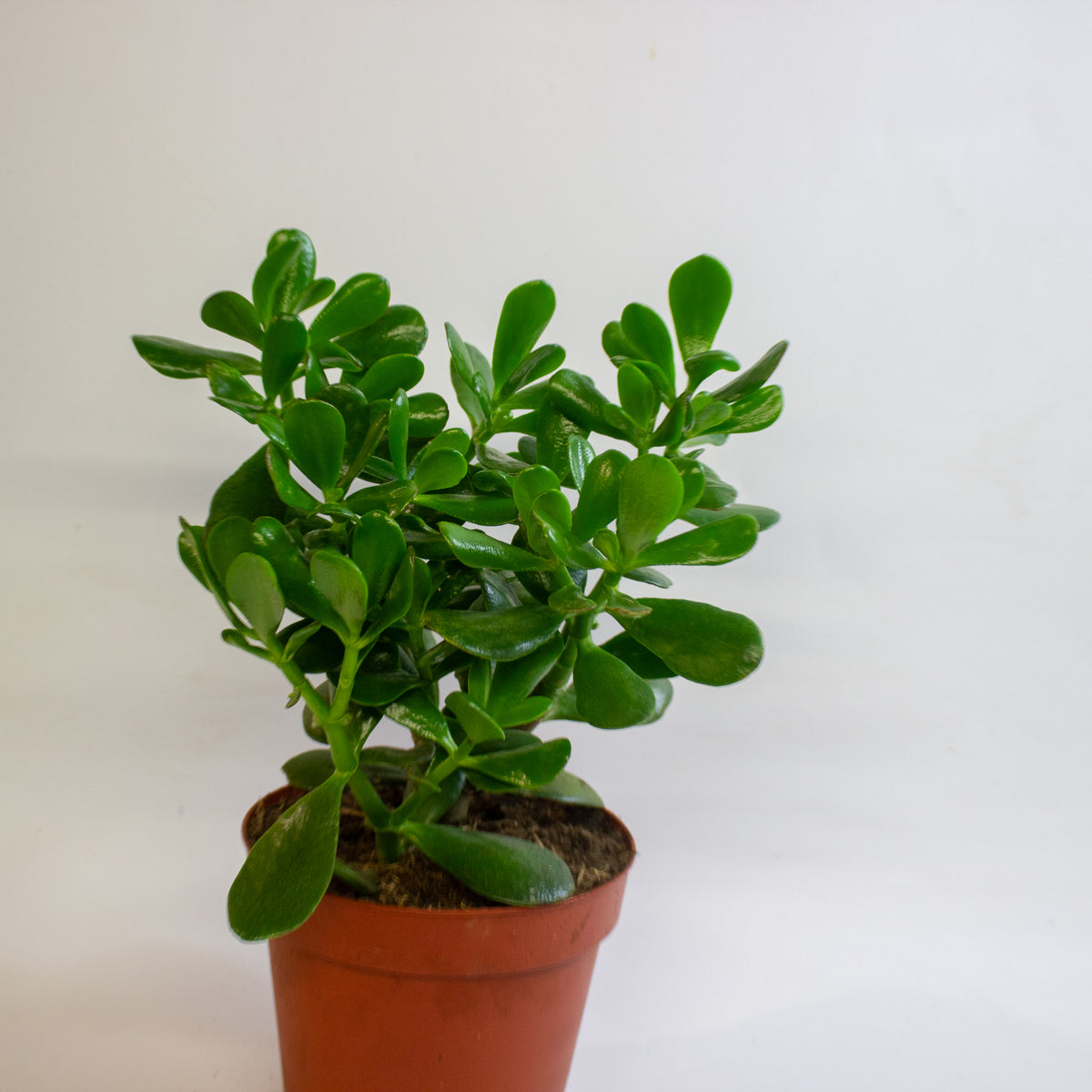 Crassula Ovata 17cm H30cm