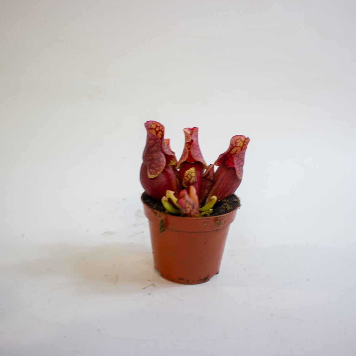 Sarracenia purpurea subsp. venosa 8.5cm H15cm