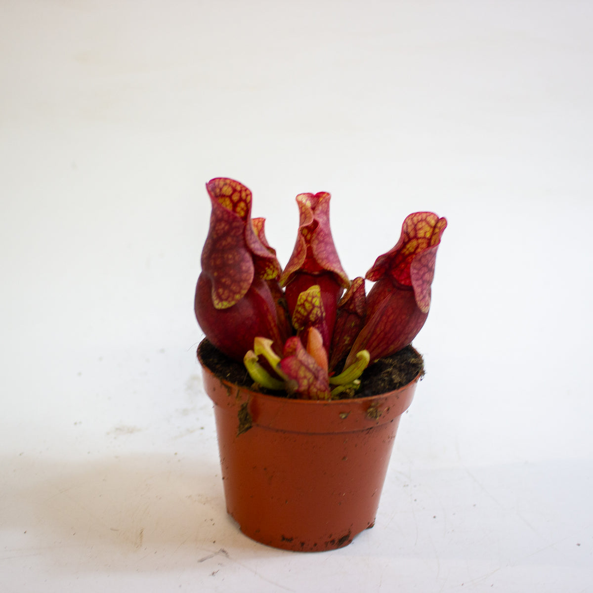 Sarracenia purpurea subsp. venosa 8.5cm H15cm