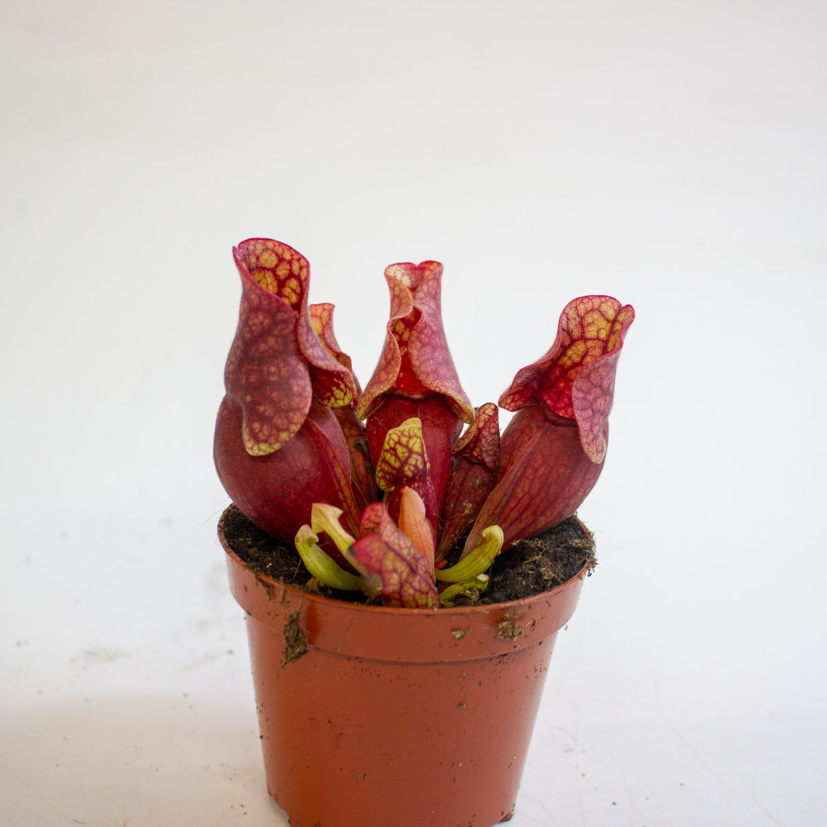 Sarracenia purpurea subsp. venosa 8.5cm H15cm