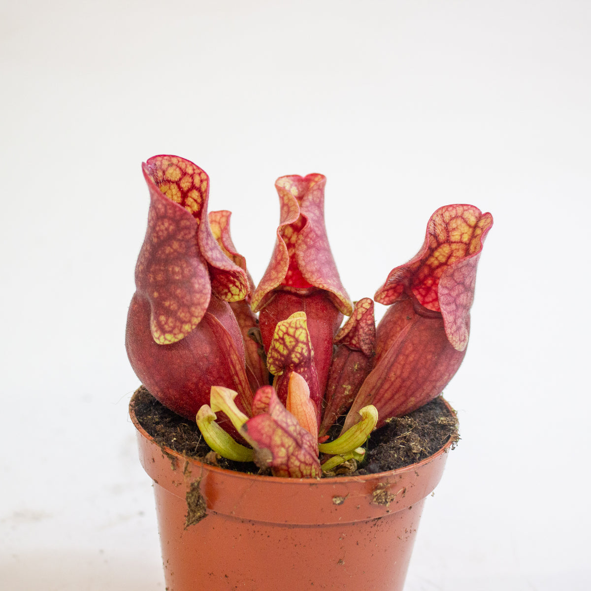 Sarracenia purpurea subsp. venosa 8.5cm H15cm