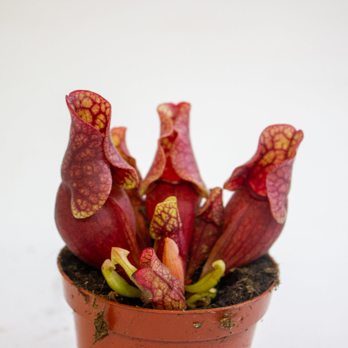 Sarracenia purpurea subsp. venosa 8.5cm H15cm