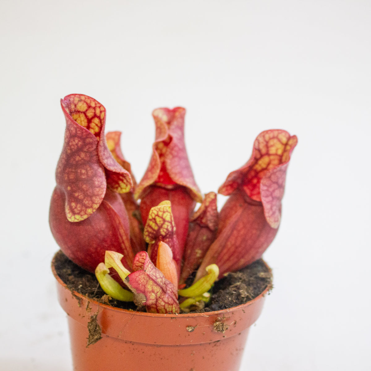 Sarracenia purpurea subsp. venosa 8.5cm H15cm