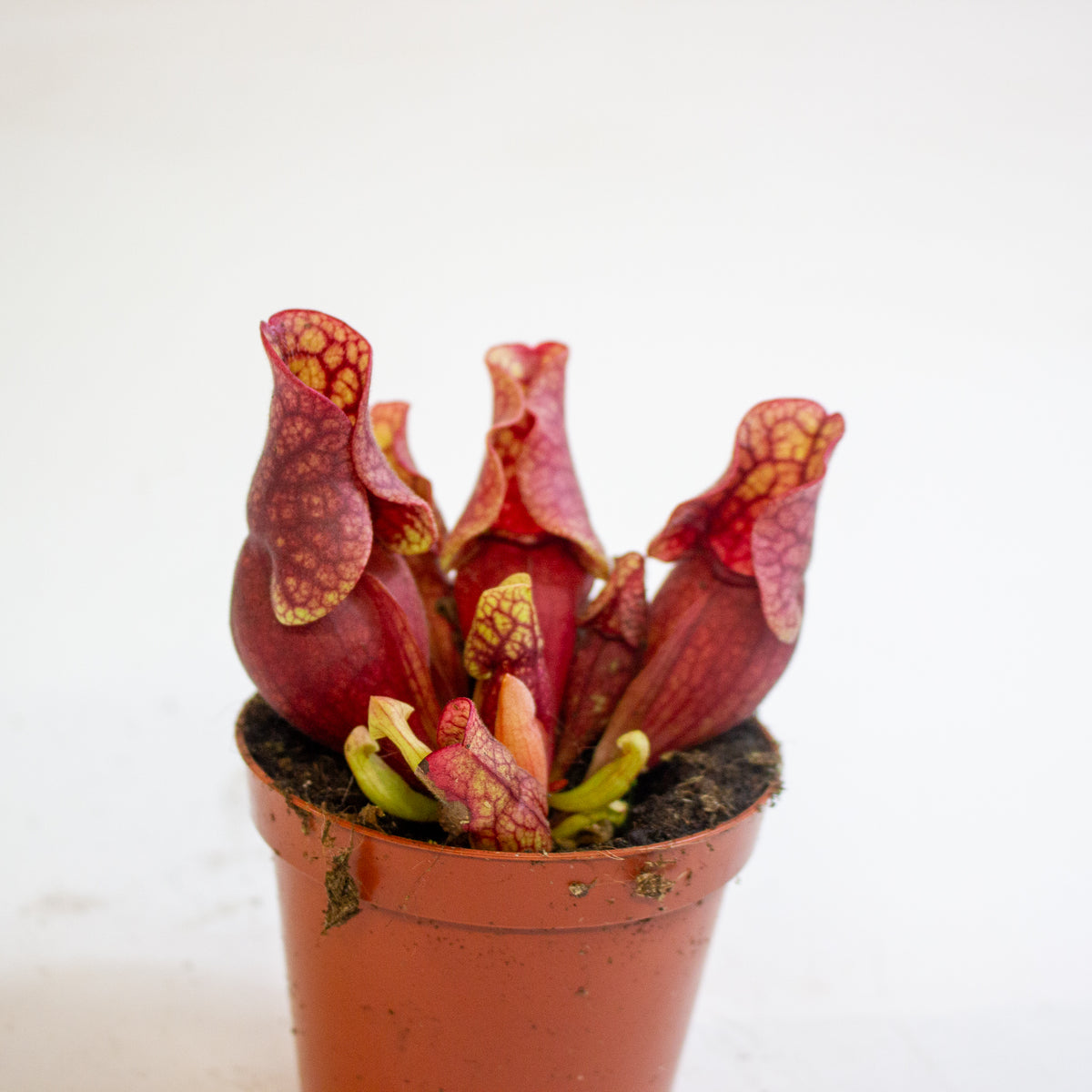 Sarracenia purpurea subsp. venosa 8.5cm H15cm