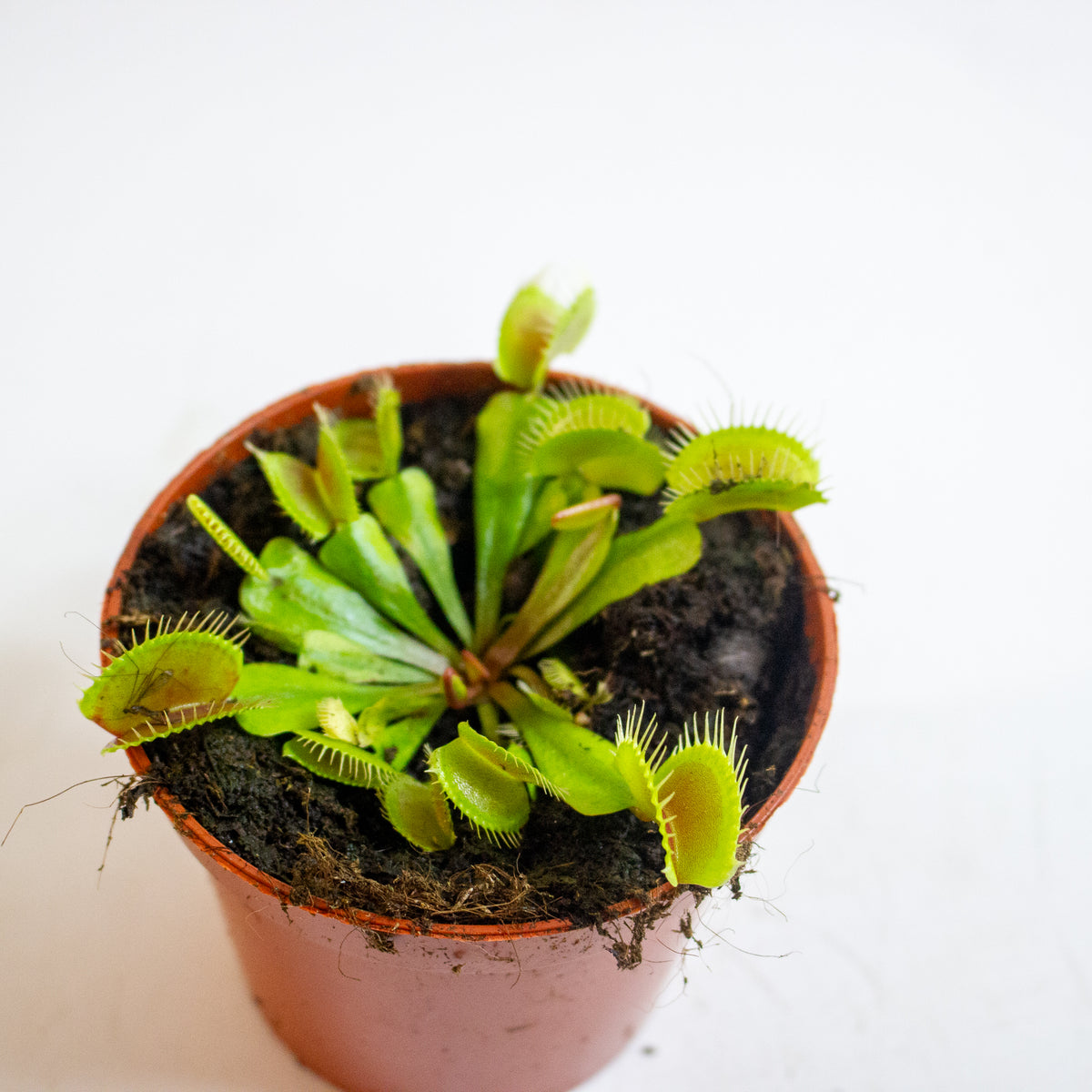 Dionaea Muscipula 8.5cm H10cm