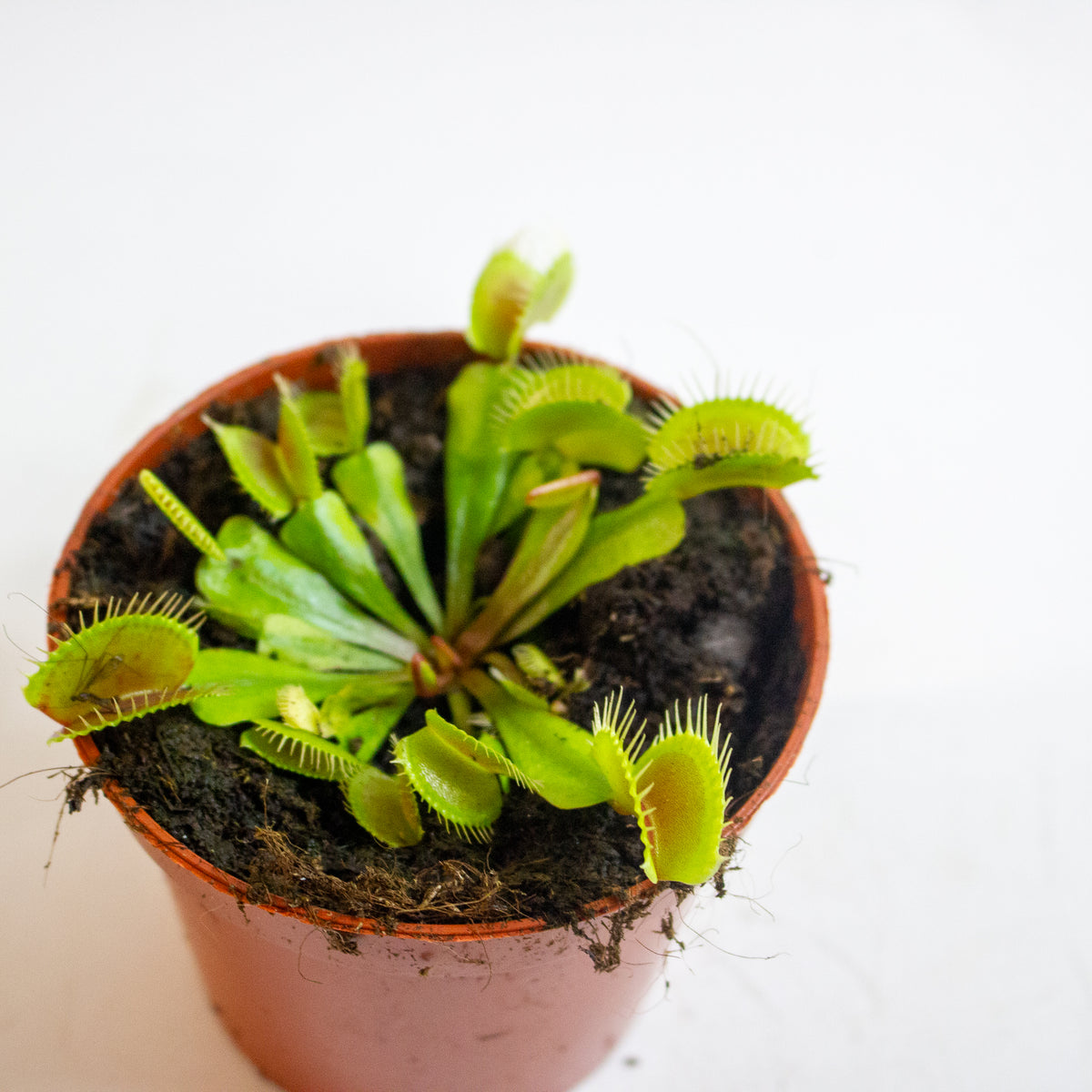 Dionaea Muscipula 8.5cm H10cm