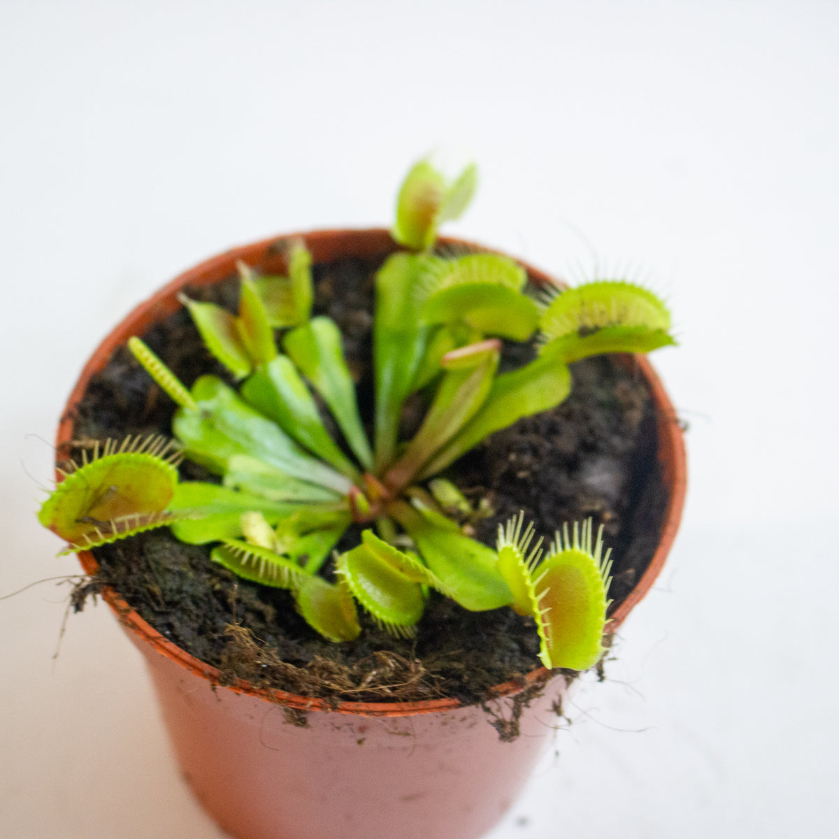 Dionaea Muscipula 8.5cm H10cm