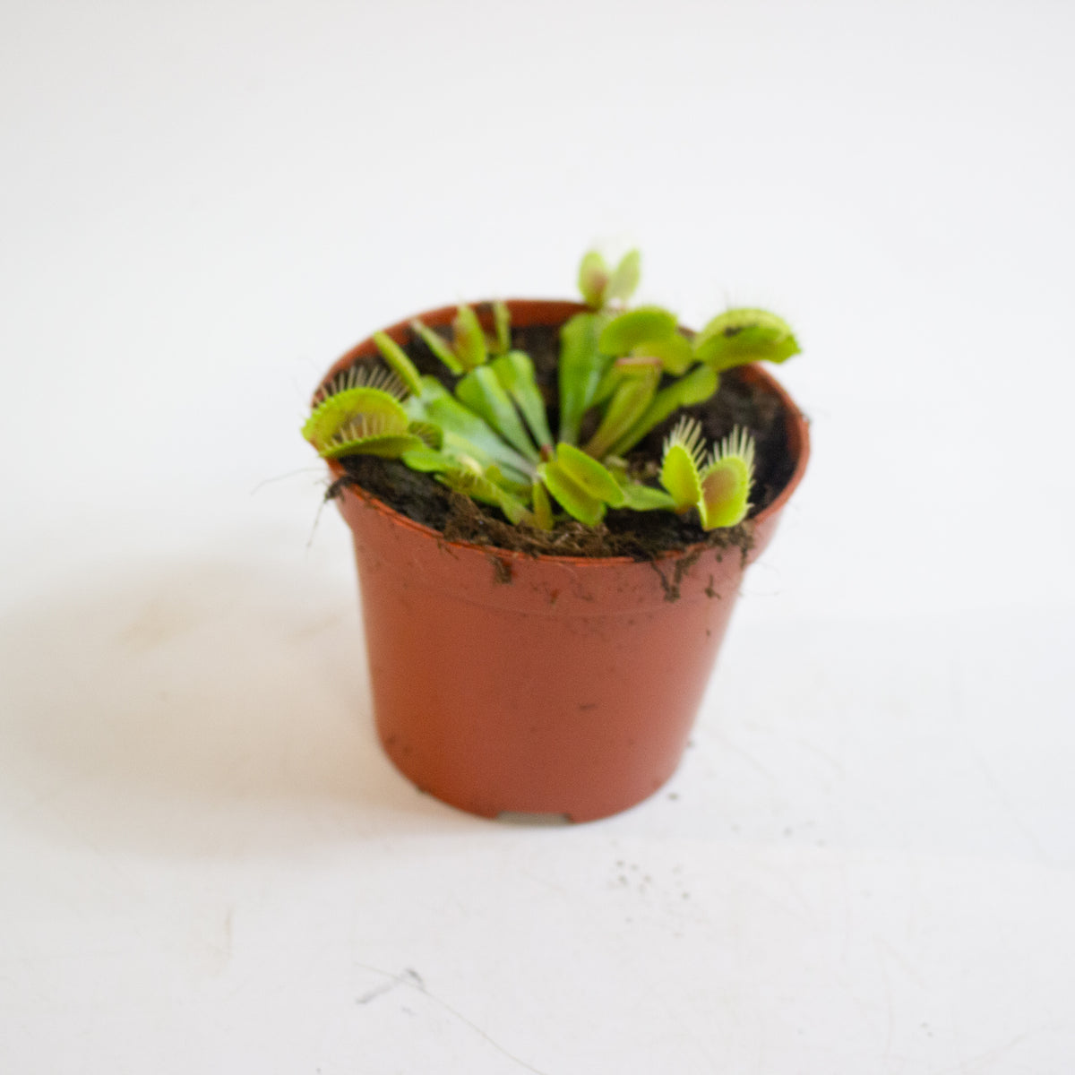 Dionaea Muscipula 8.5cm H10cm