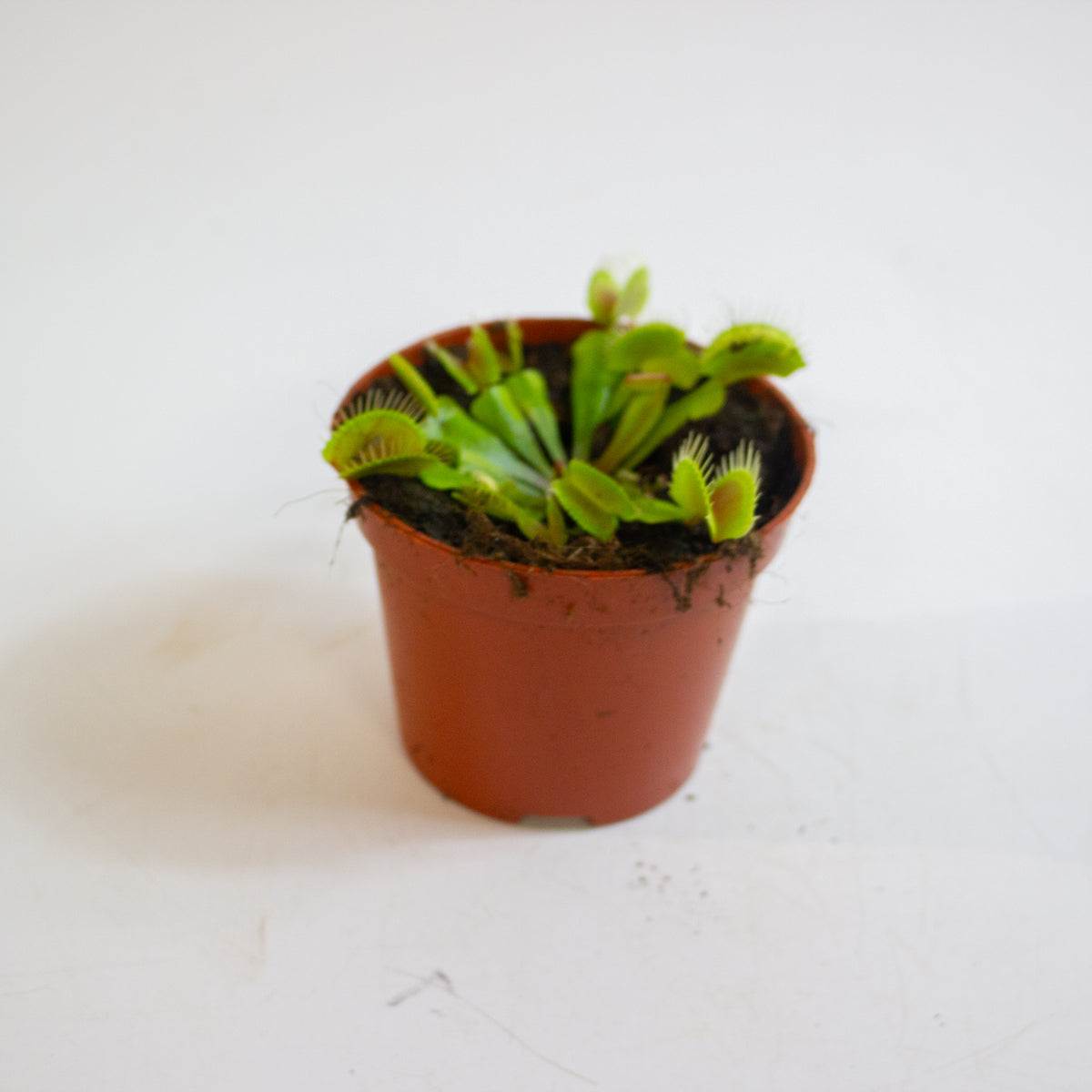 Dionaea Muscipula 8.5cm H10cm