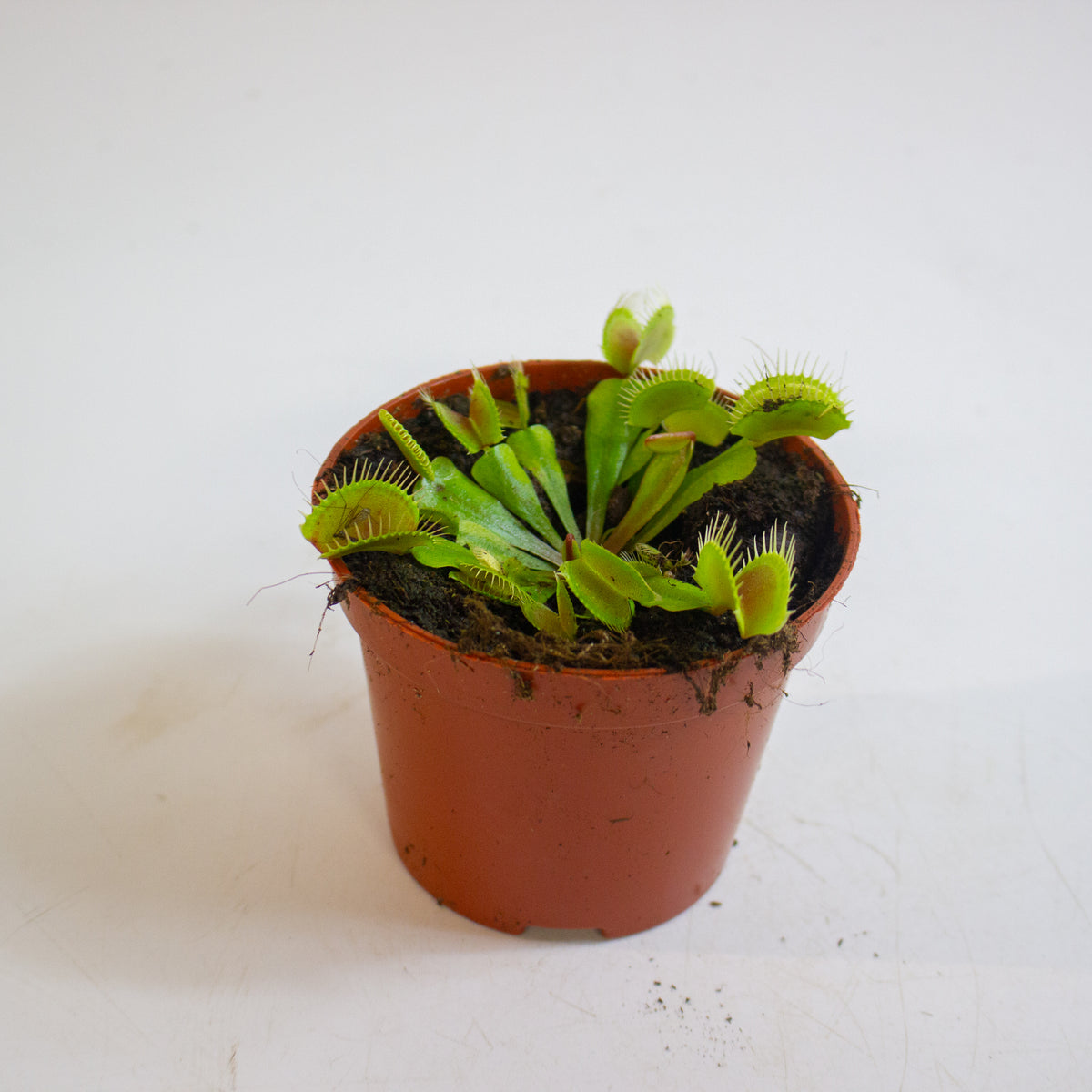Dionaea Muscipula 8.5cm H10cm