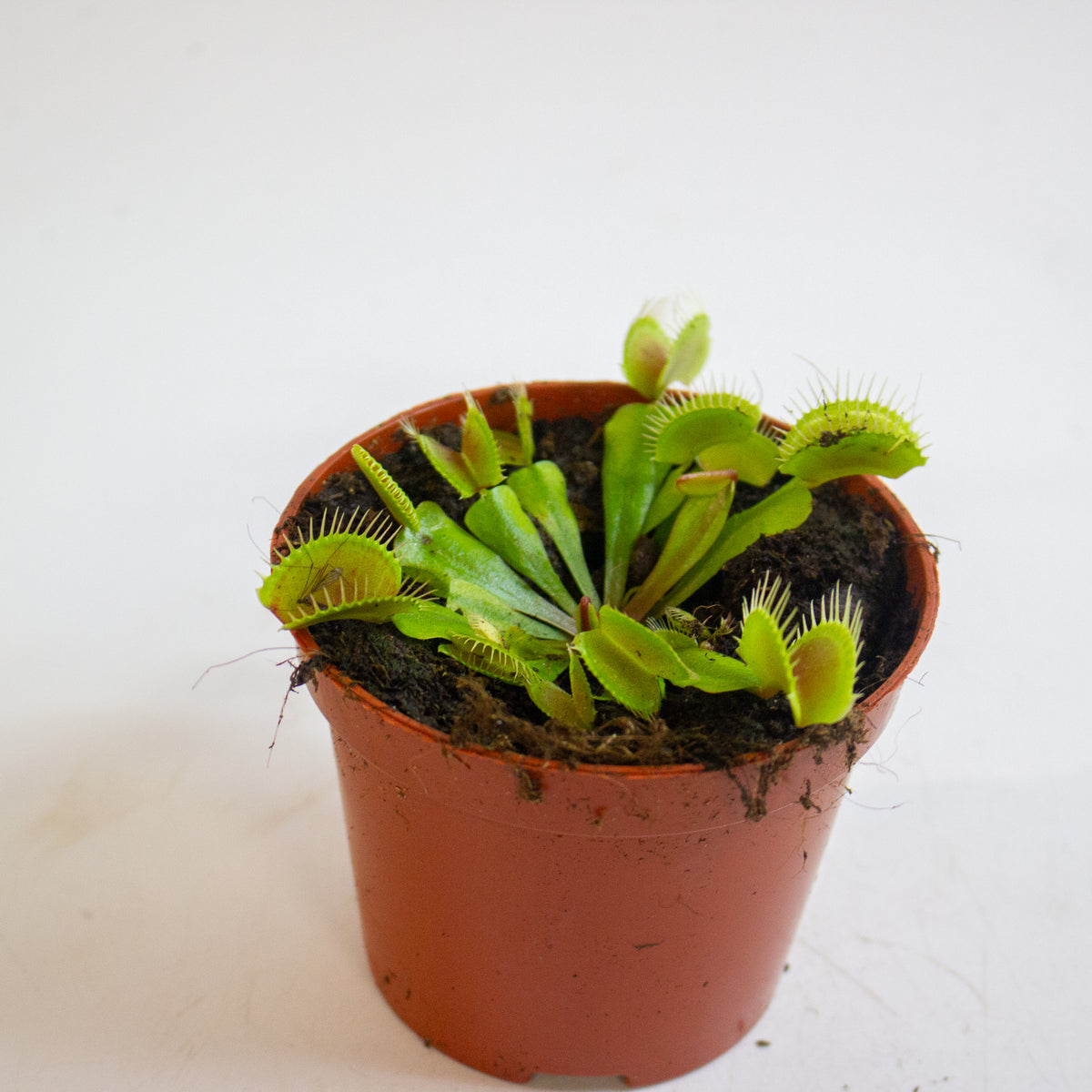 Dionaea Muscipula 8.5cm H10cm