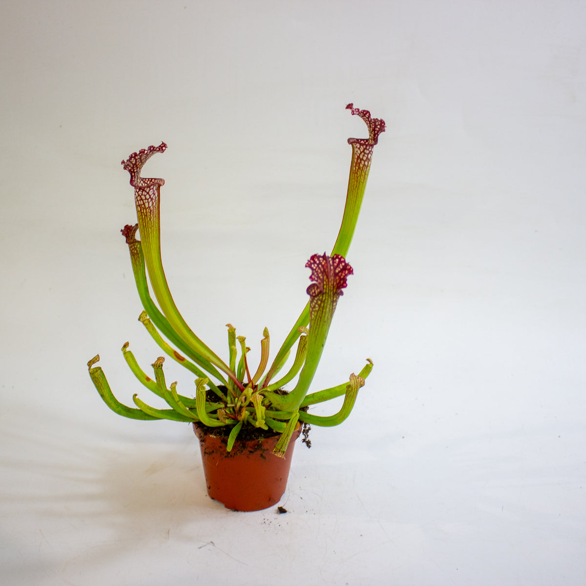 Sarracenia × farnhamii 8.5cm H30cm