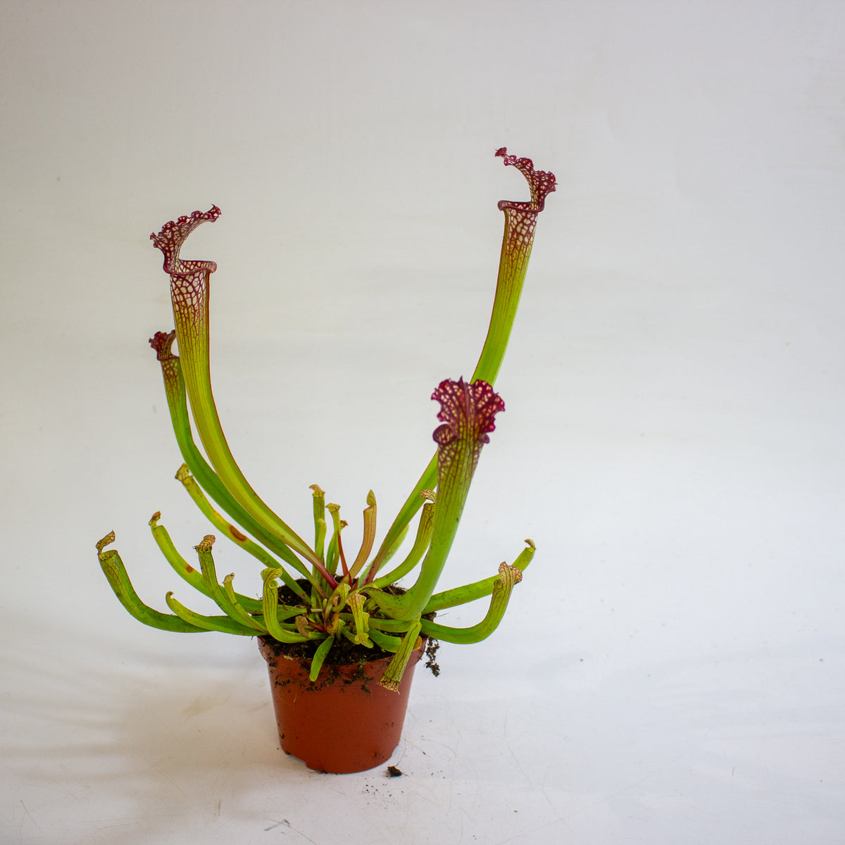 Sarracenia × farnhamii 8.5cm H30cm